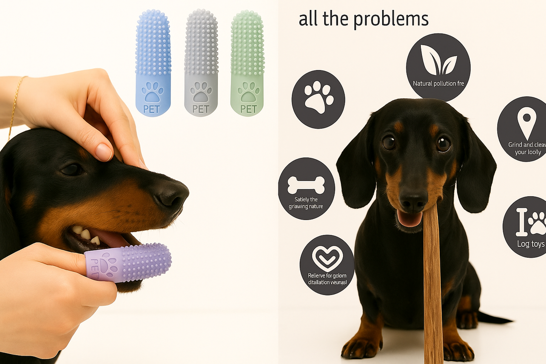 10-Minute Guide to Starting a Dachshund Toothbrushing Habit That Sticks