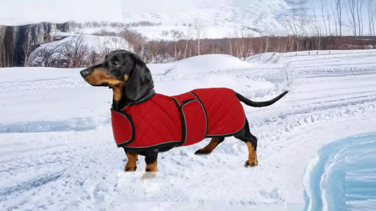 8 Common Outdoor Winter Health Risks for Dachshunds