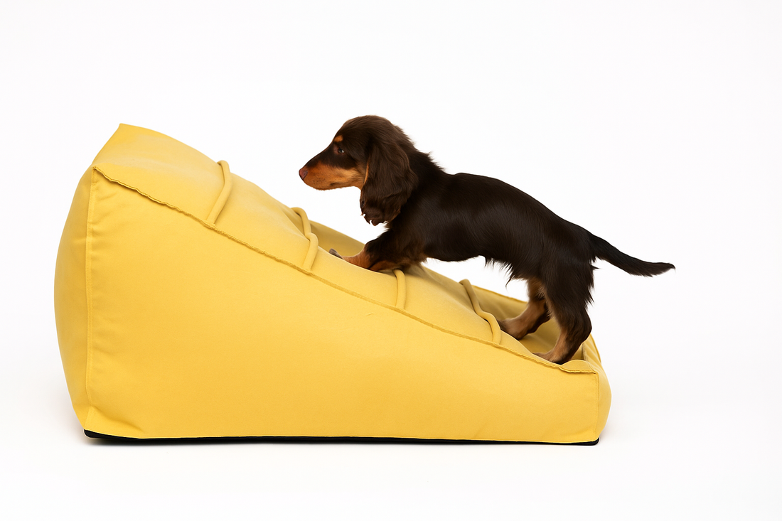 Why Smart Doxie Owners Are Switching to These Multifunctional Pet Stairs