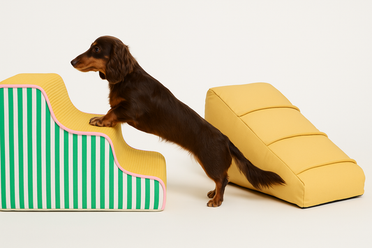 How to Build Dog Ramps & Stairs for Dachshunds (IVDD-Friendly Tips)