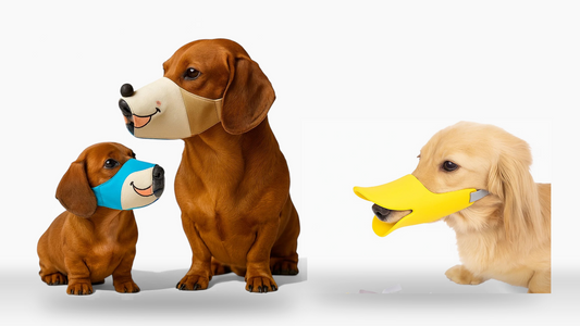 Dachshund Muzzle Training: A Gentle, Stress-Free Guide