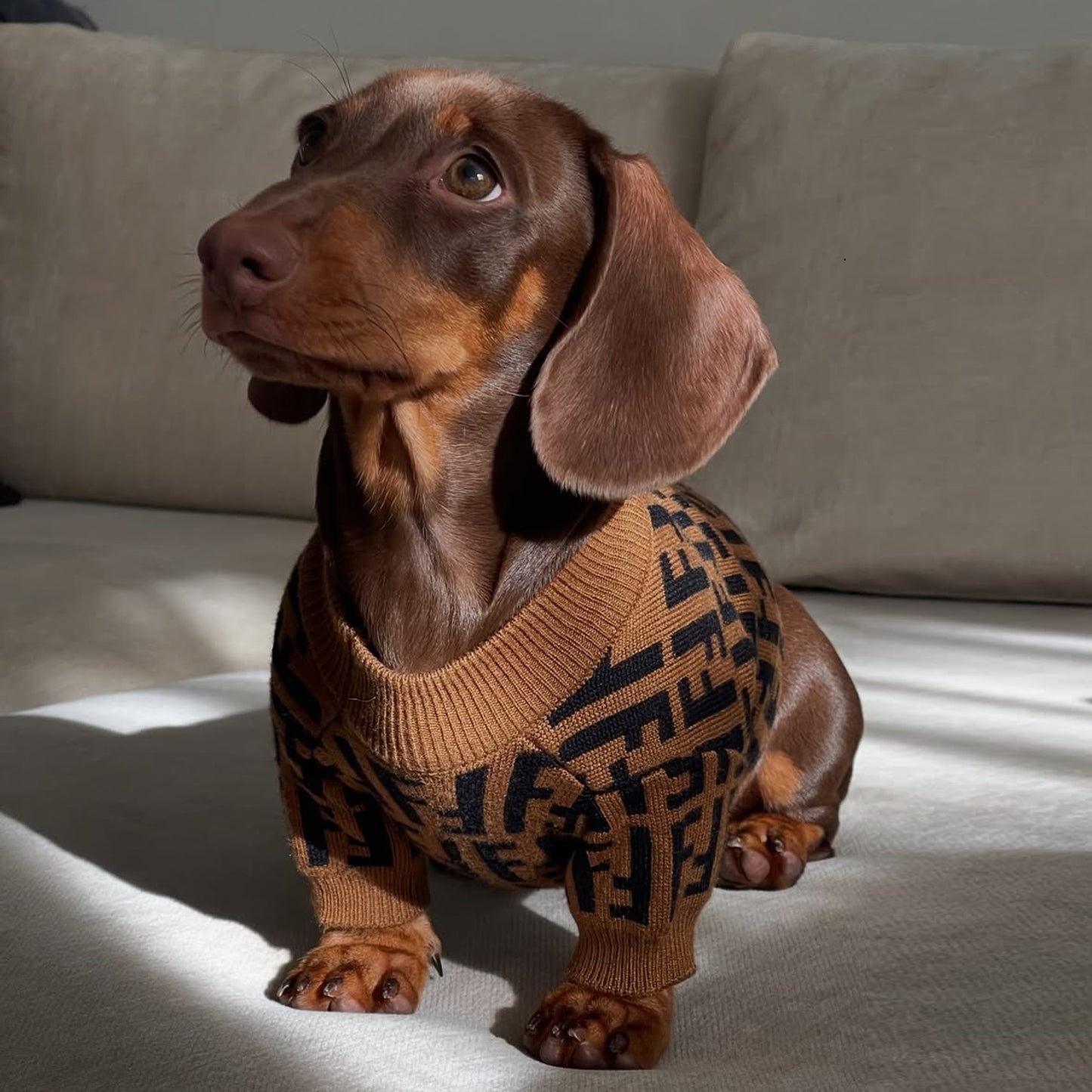 Suéter de lujo para perro salchicha