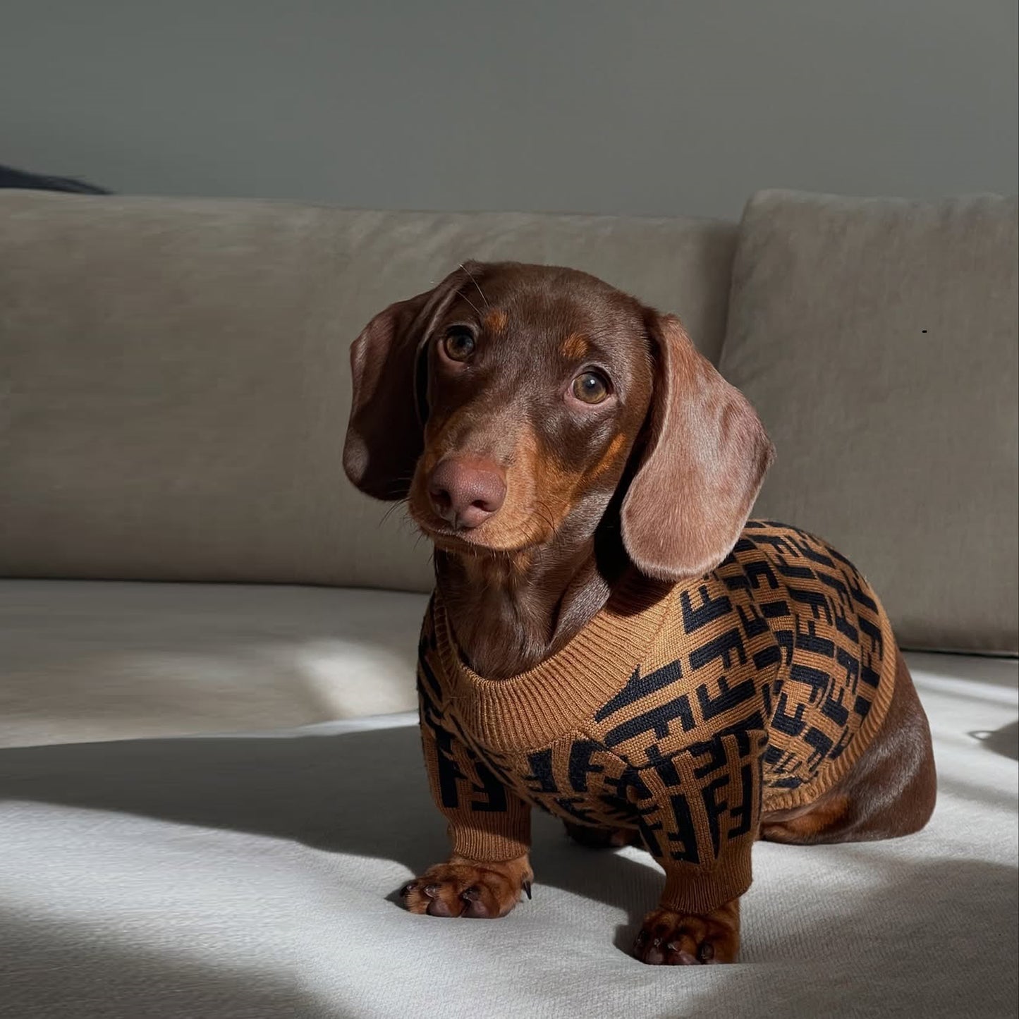 Suéter de lujo para perro salchicha
