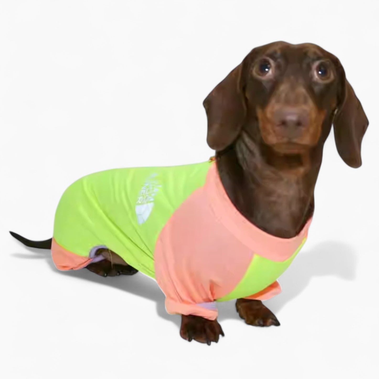 CoolPup-Dachshund-Summer-Suit.jpg
