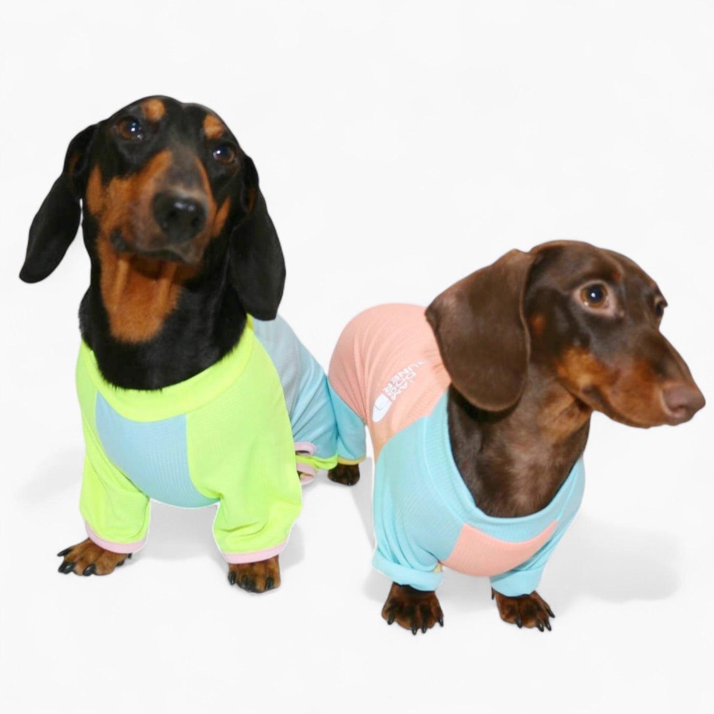 CoolPup-Dachshund-Summer-Suit.jpg