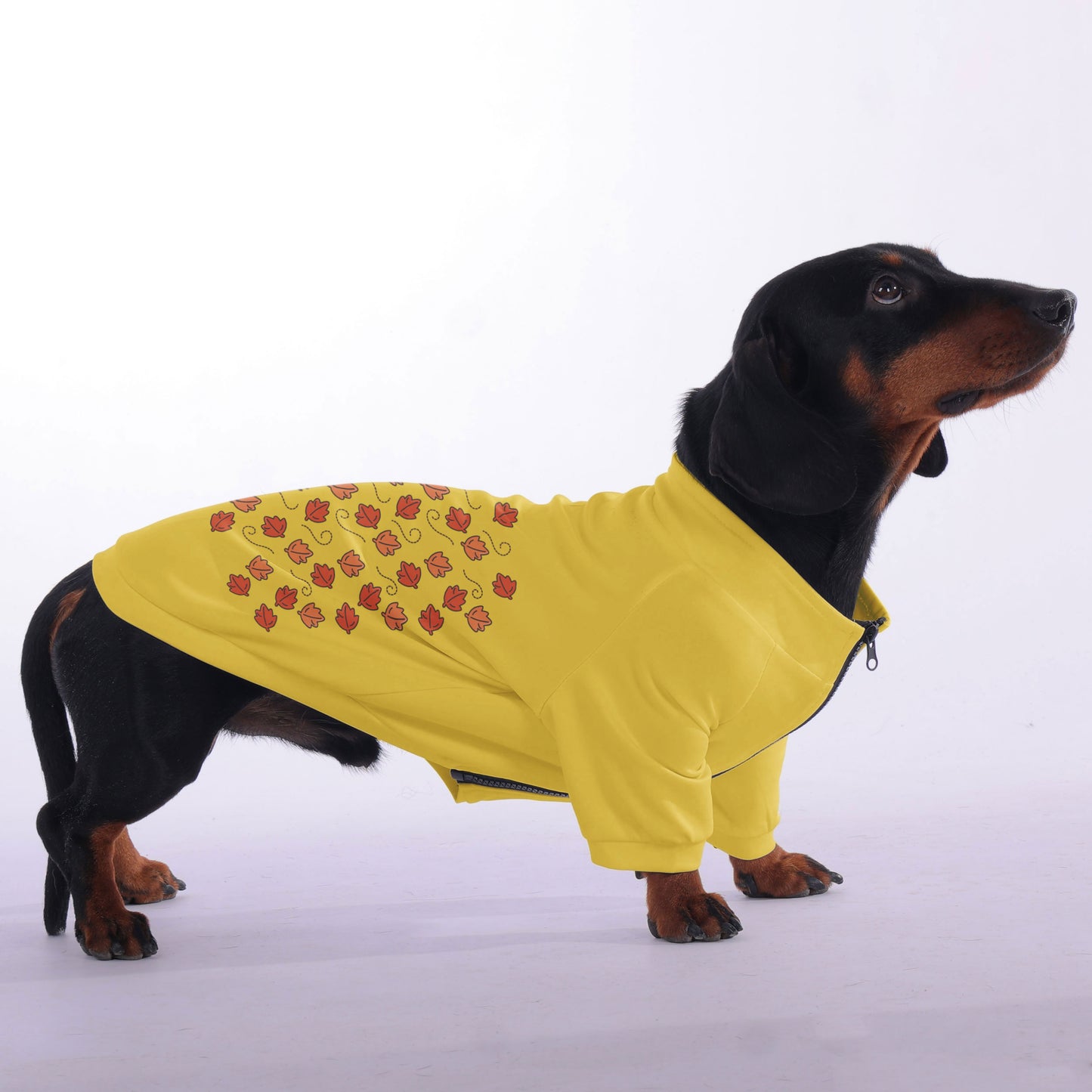 Biscuit - zip-up hooded sweatshirt for dachshund
