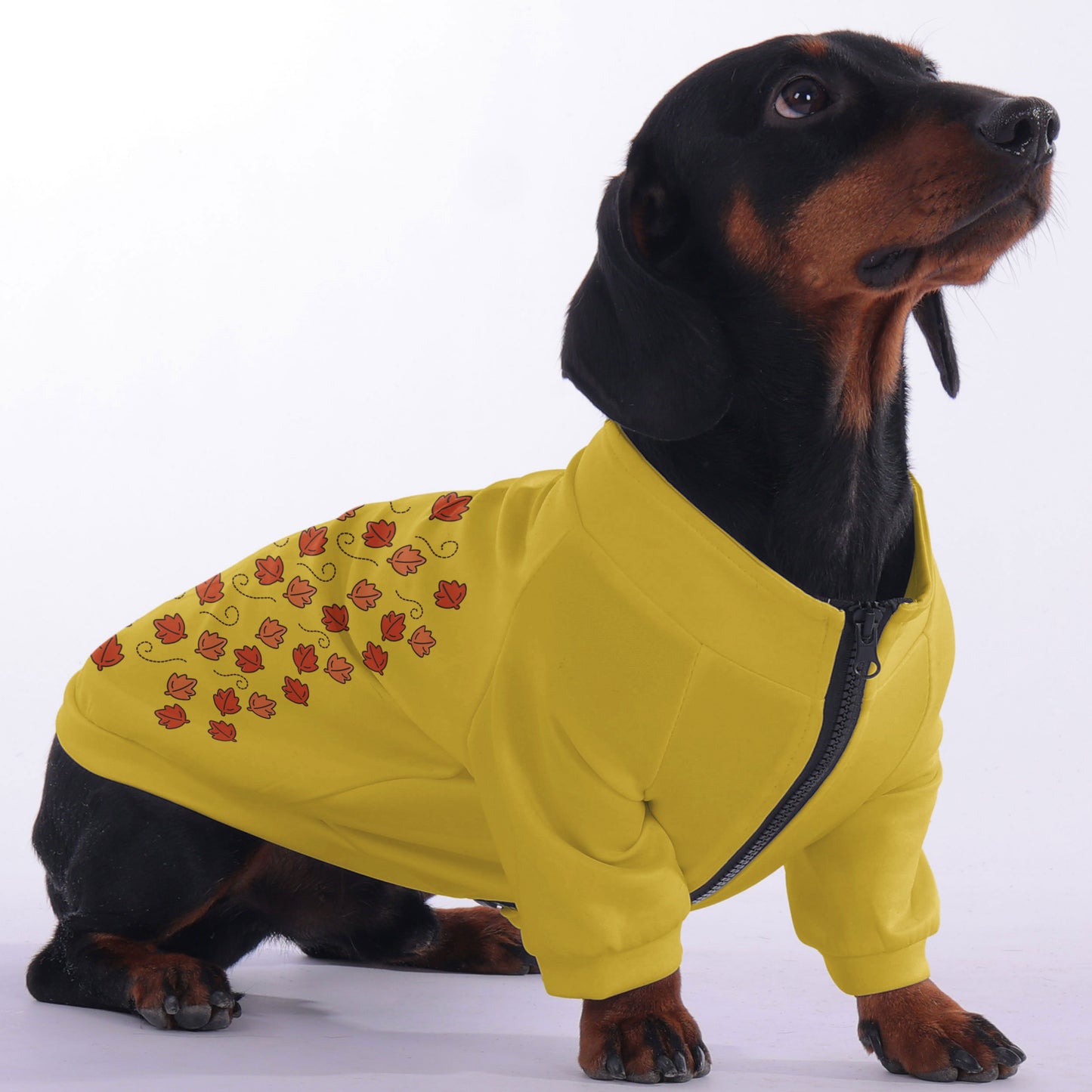 Biscuit - zip-up hooded sweatshirt for dachshund