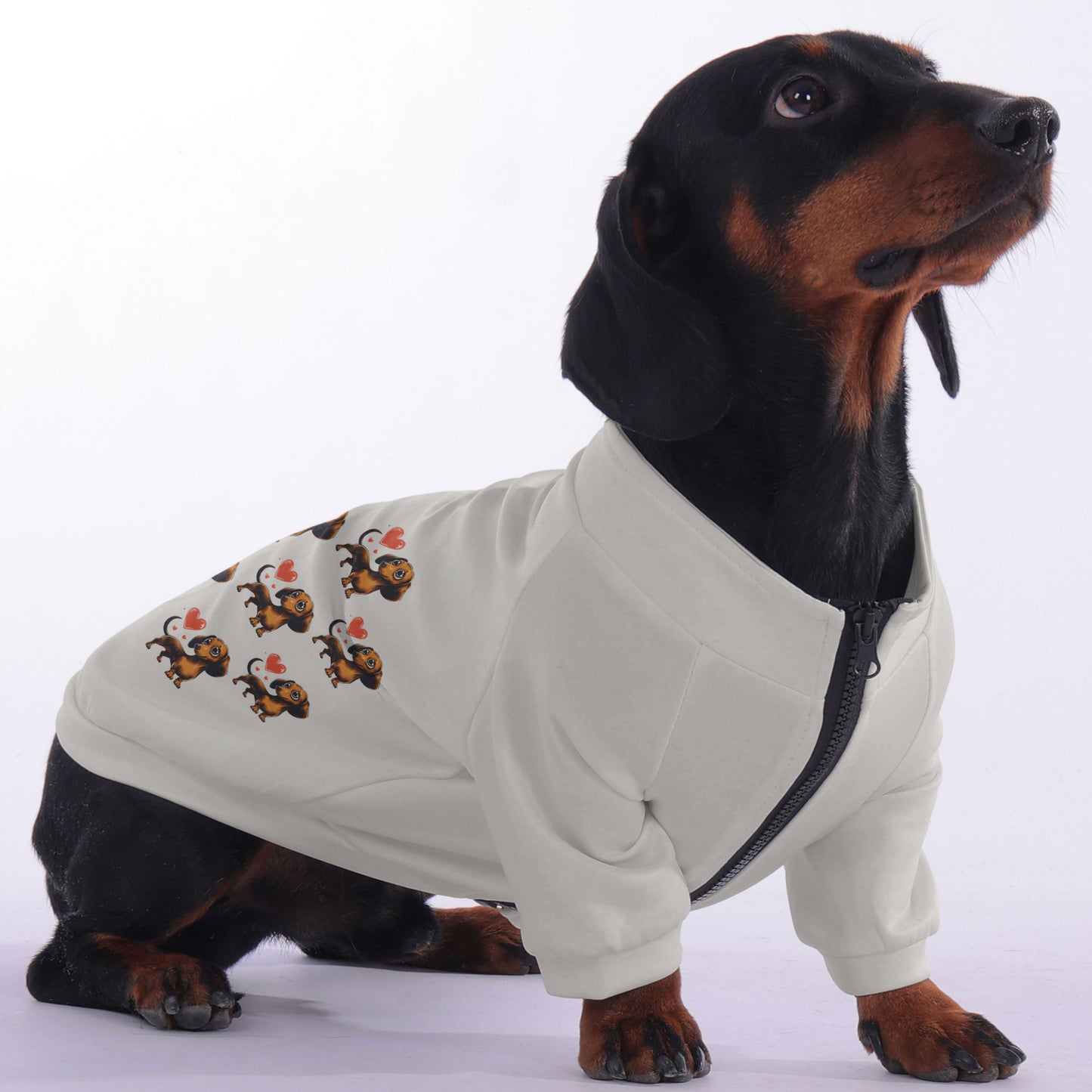 Bear - zip-up hooded sweatshirt for dachshund