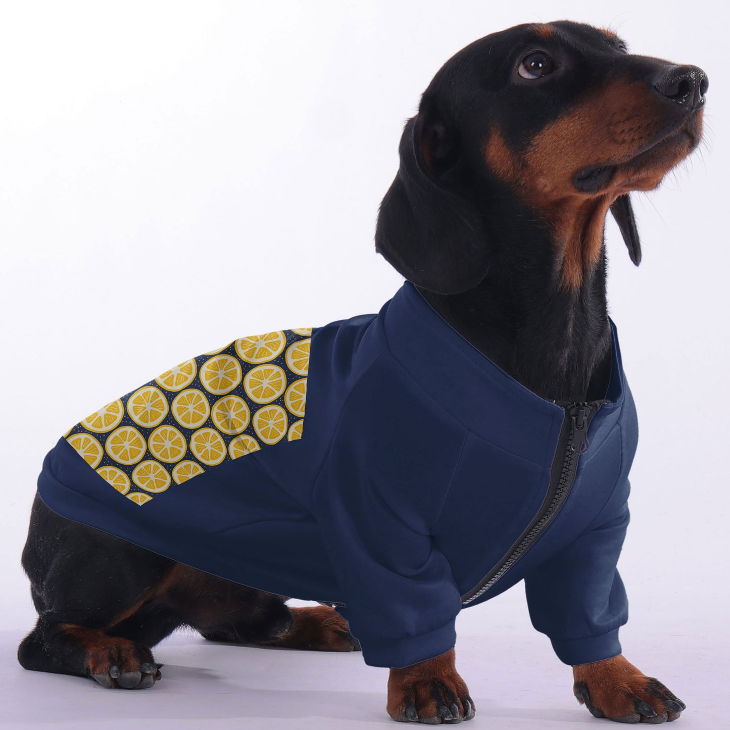 Moose - zip-up hooded sweatshirt for dachshund