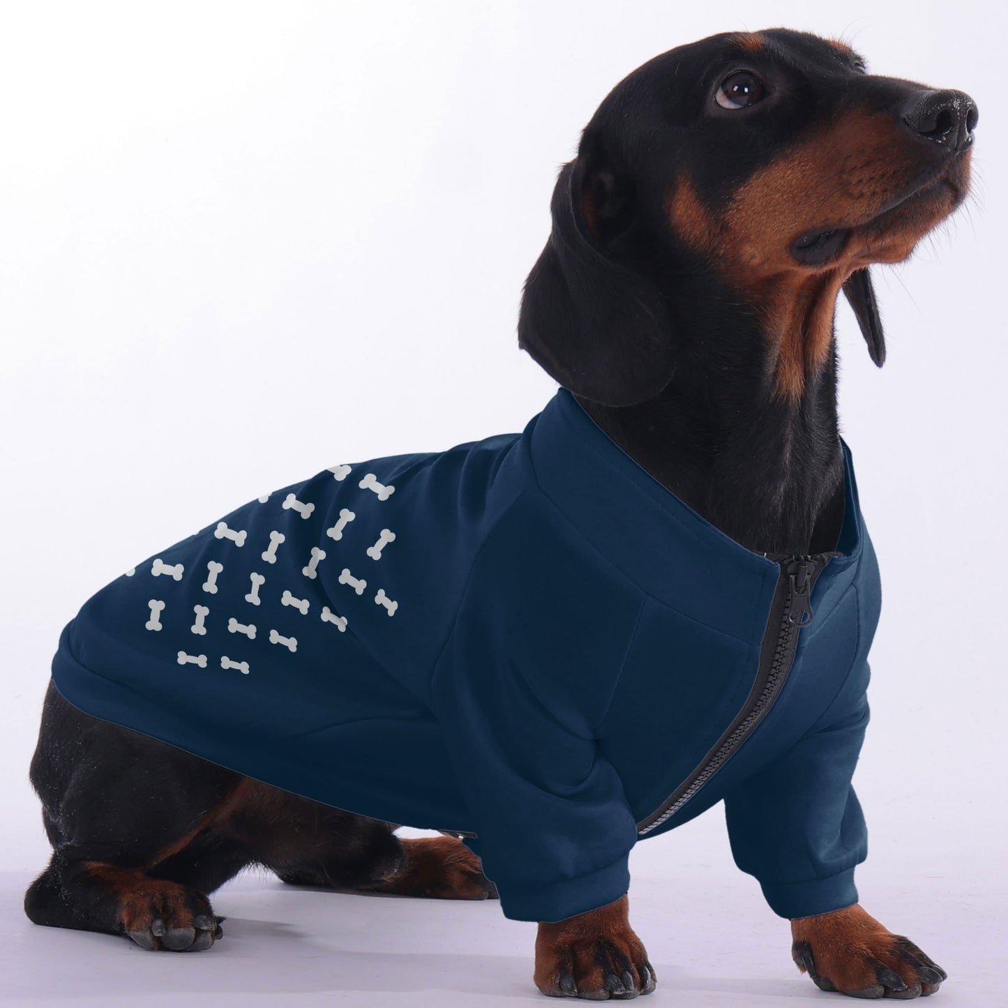 Buddy - zip-up hooded sweatshirt for dachshund