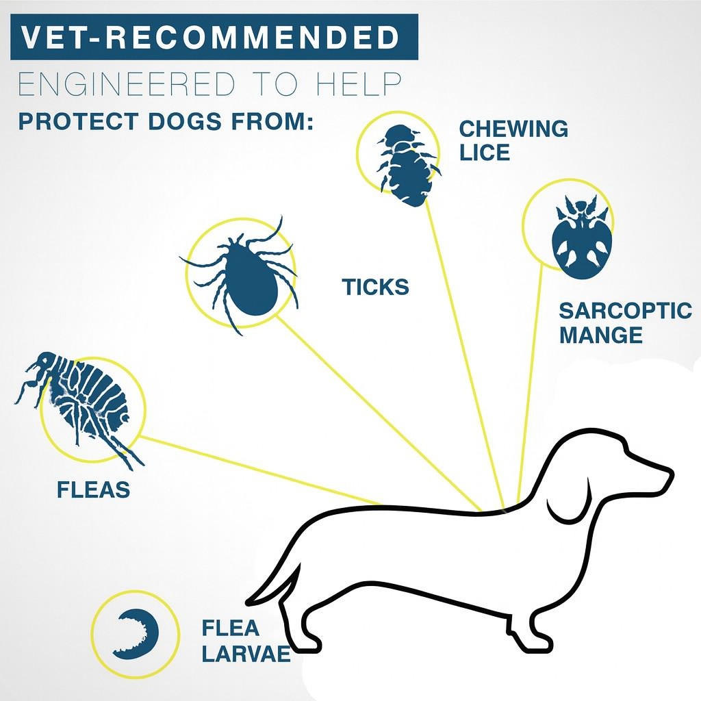 DEFEAX™-Dachshund-Collar.jpg