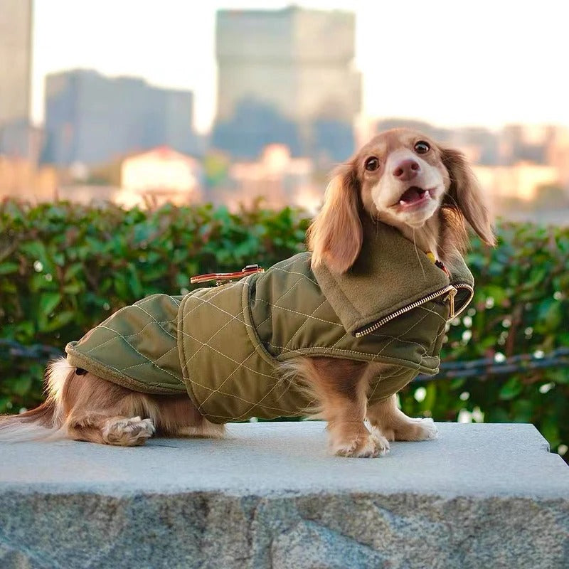 DachLux-Dachshund-Winter-Jacket.jpg