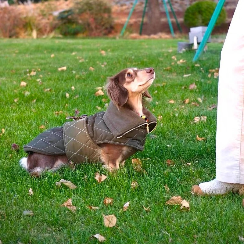 DachLux-Dachshund-Winter-Jacket.jpg