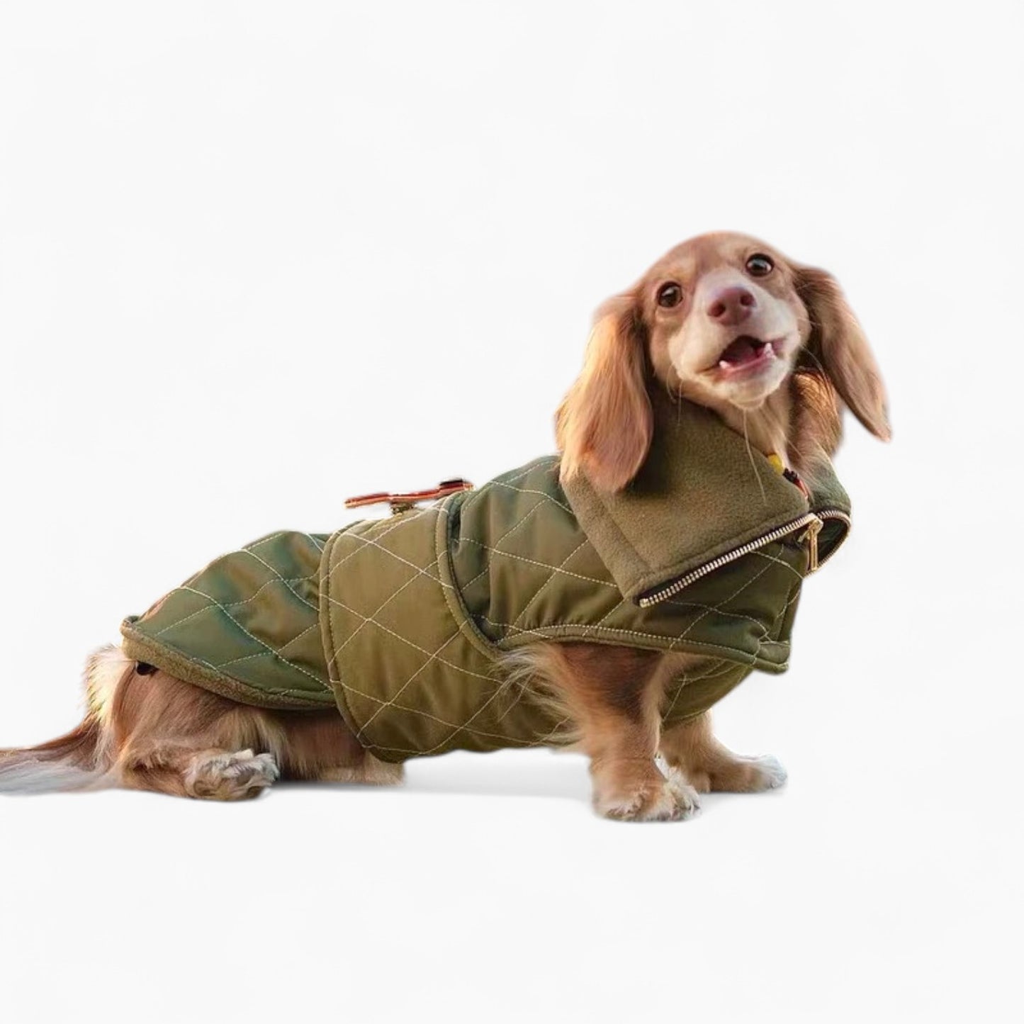 DachLux-Dachshund-Winter-Jacket.jpg