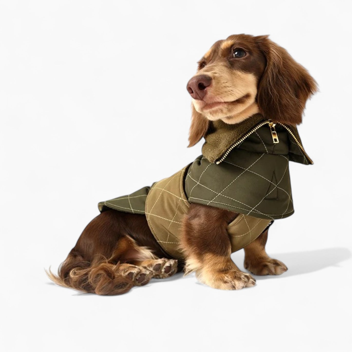DachLux-Dachshund-Winter-Jacket.jpg