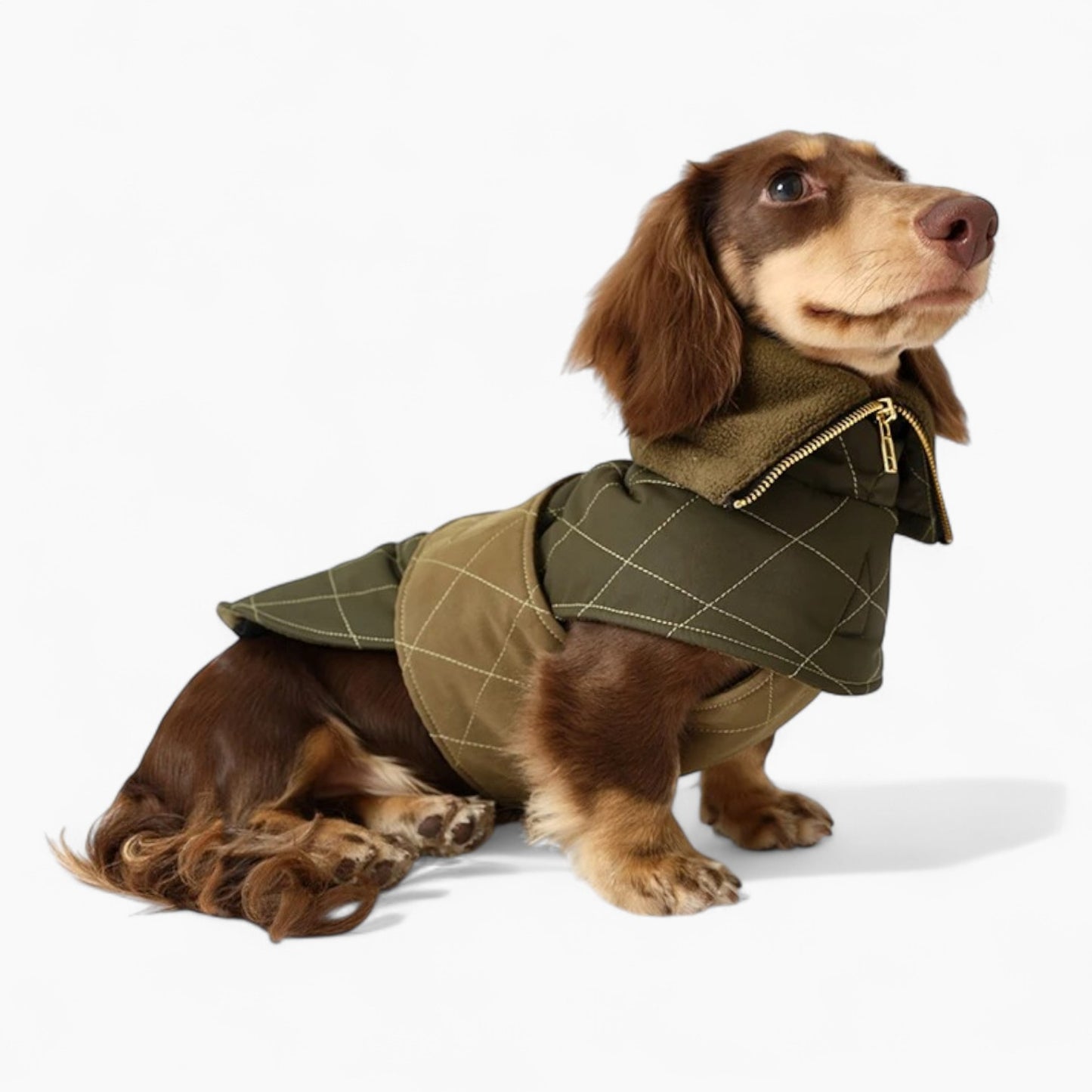 DachLux-Dachshund-Winter-Jacket.jpg