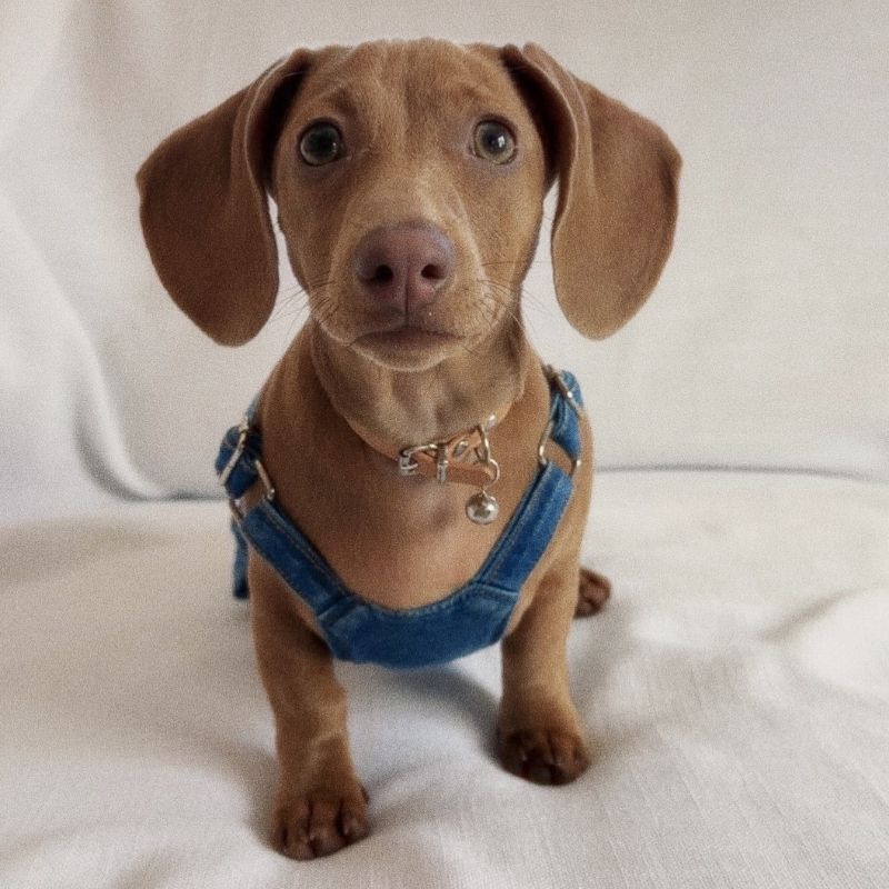 DeniDox-Dachshund-Denim-Overalls.jpg