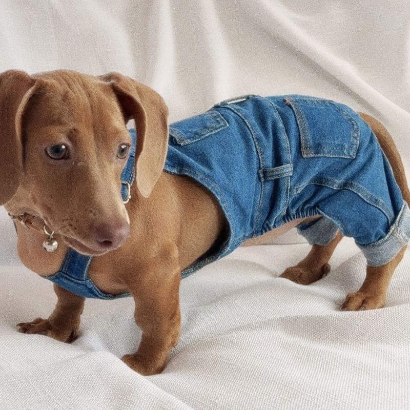 DeniDox-Dachshund-Denim-Overalls.jpg