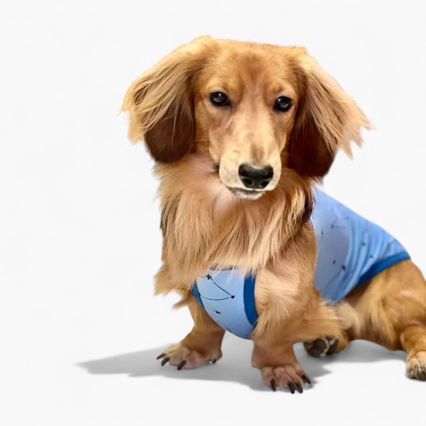 DoxiCotton-Dachshund-Summer-Tops.jpg
