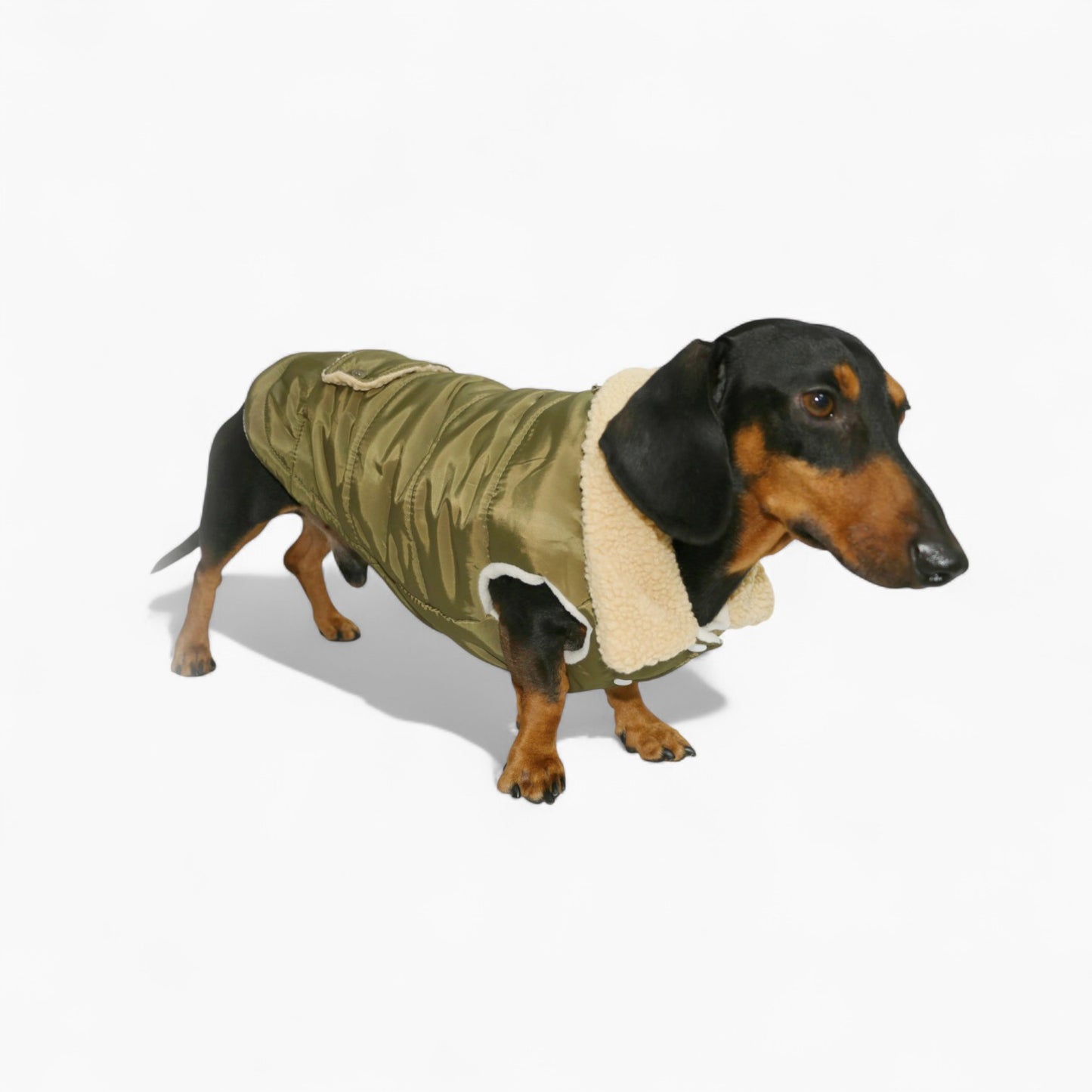 Doxie-Sherpa-Puffer-Dachshund-Vest.jpg