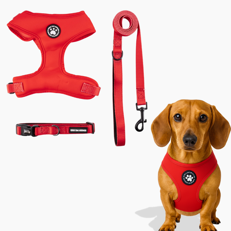 DoxieWalk-Dachshund-Harness-Set.jpg