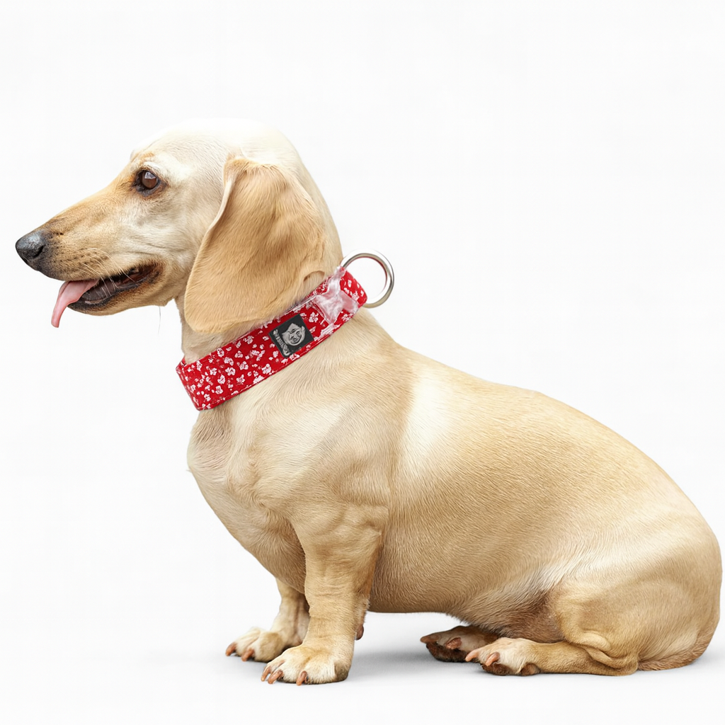 Florish-Dachshund-Floral-Collar.jpg