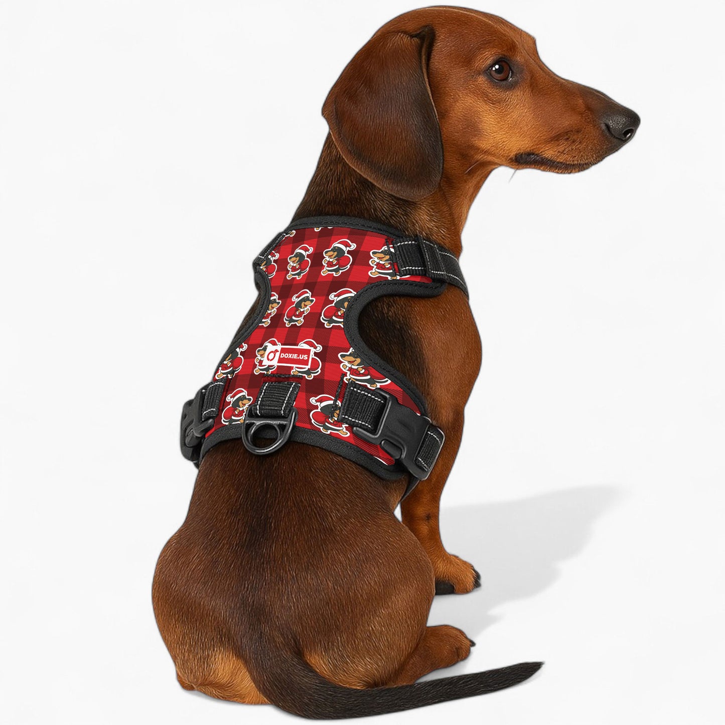 Tom - No-Pull Dachshund Dog Harness