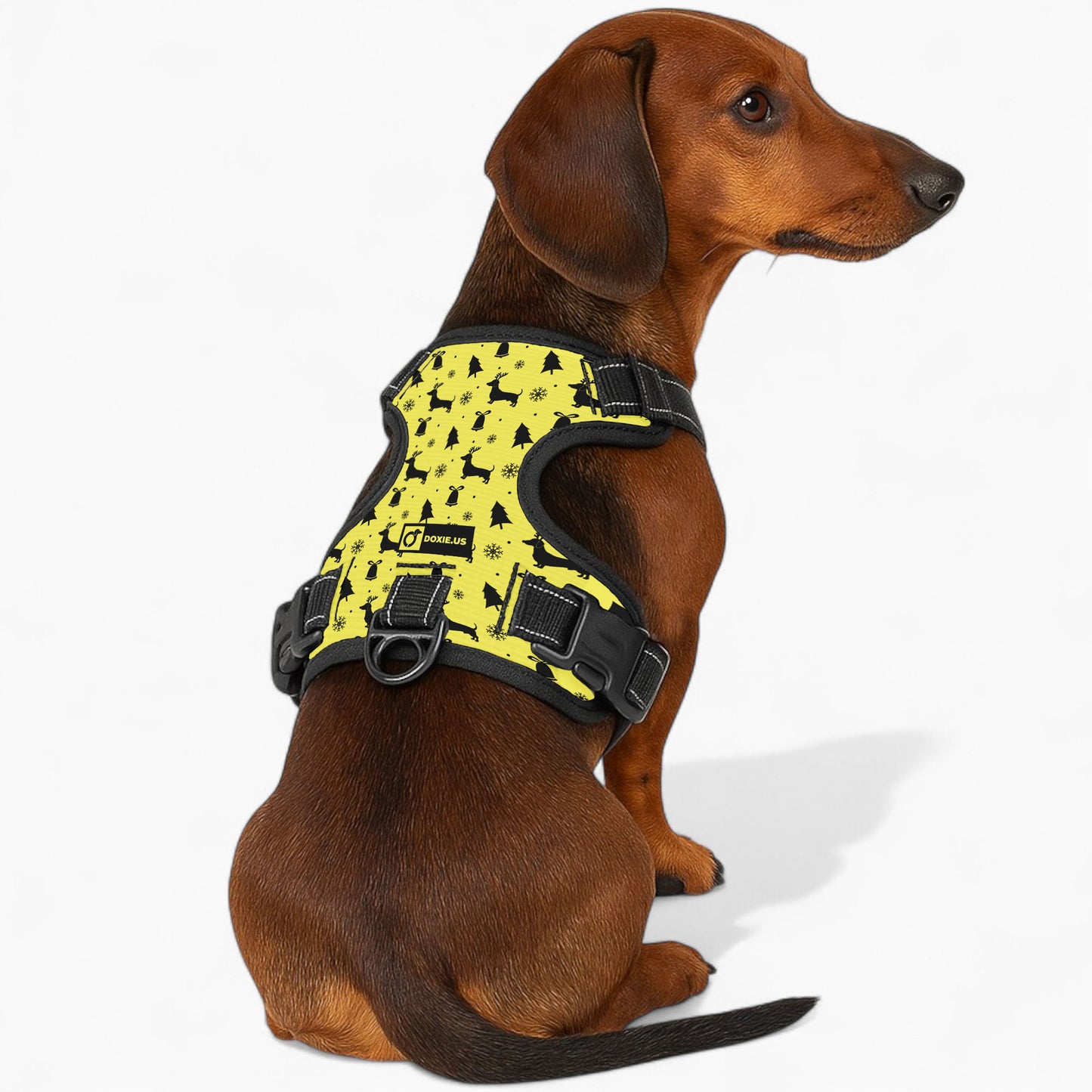 Gilbert - No-Pull Dachshund Dog Harness
