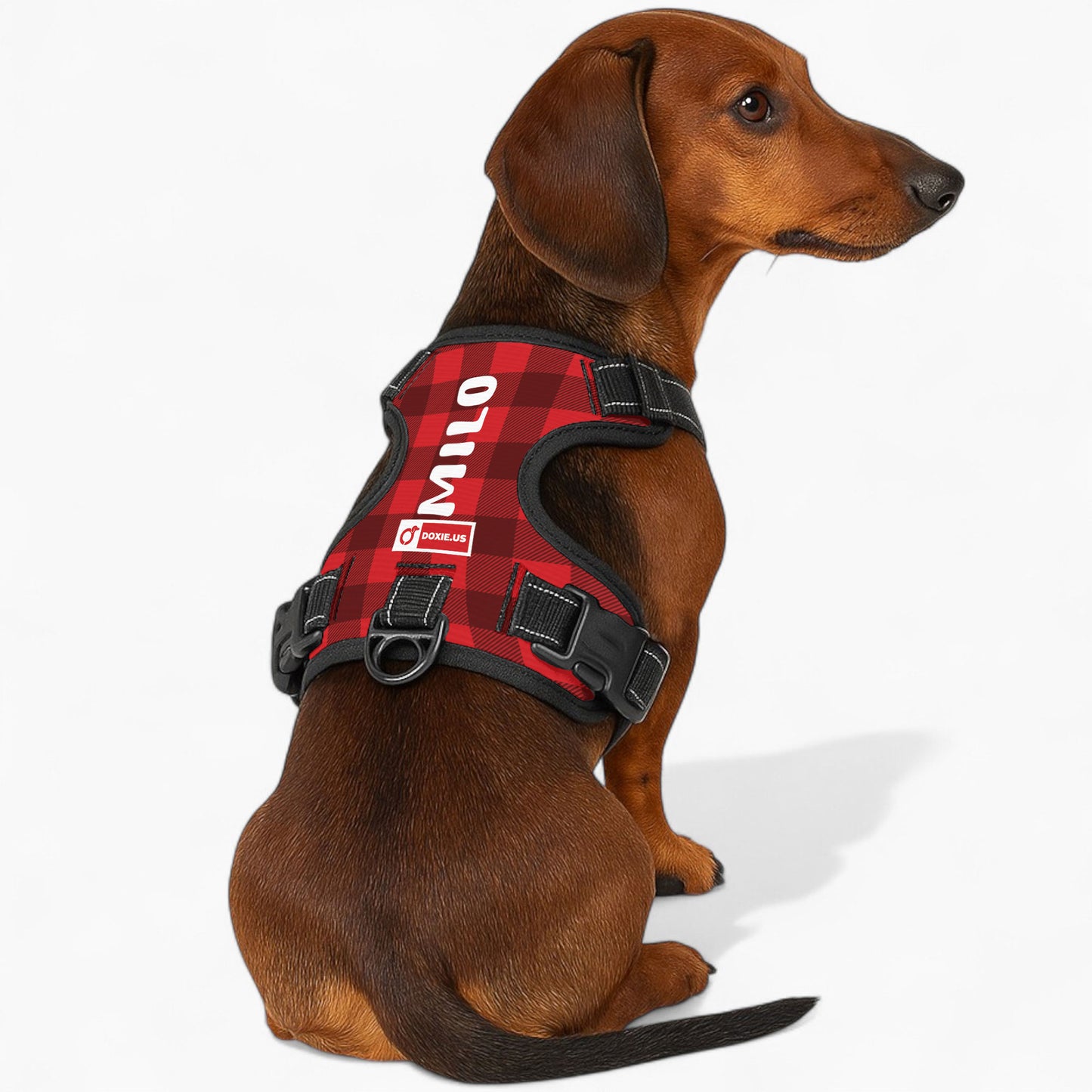 Lyra - Personalized No-Pull Dachshund Dog Harness