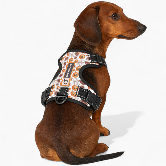 Chloe -  No-Pull Dachshund Dog Harness
