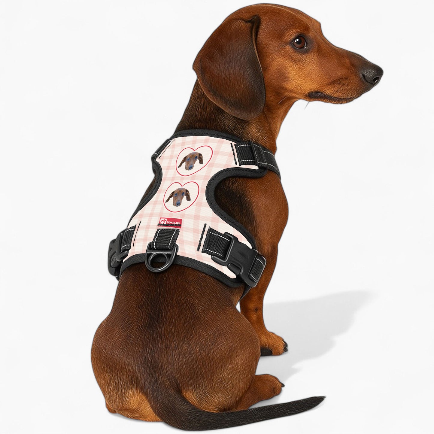 Juno - Personalized No-Pull Dachshund Dog Harness