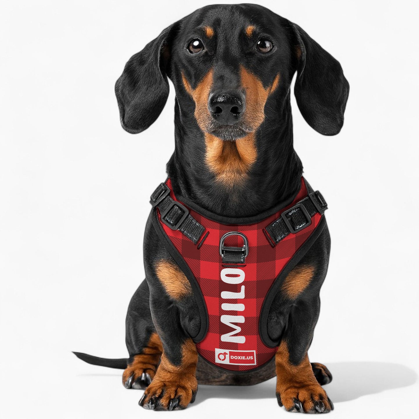 Lyra - Personalized No-Pull Dachshund Dog Harness