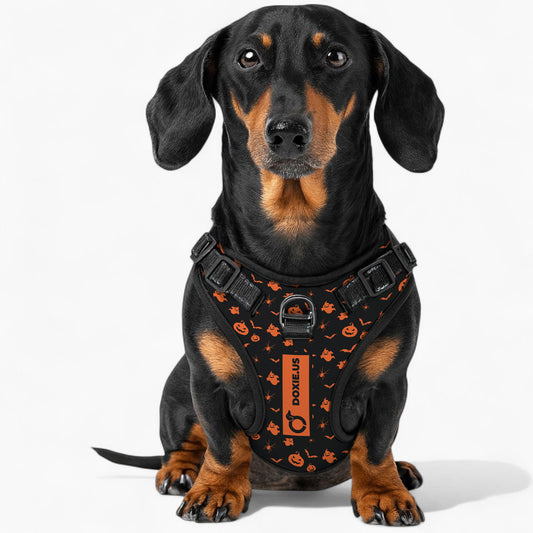 Maggie -  No-Pull Dachshund Dog Harness