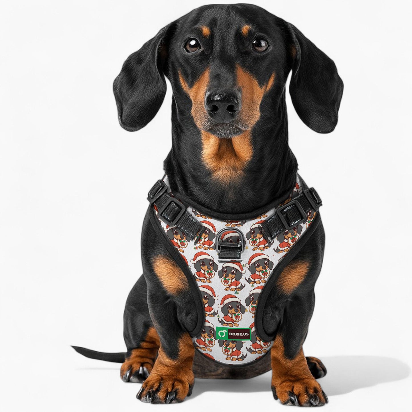 Kevin - No-Pull Dachshund Dog Harness