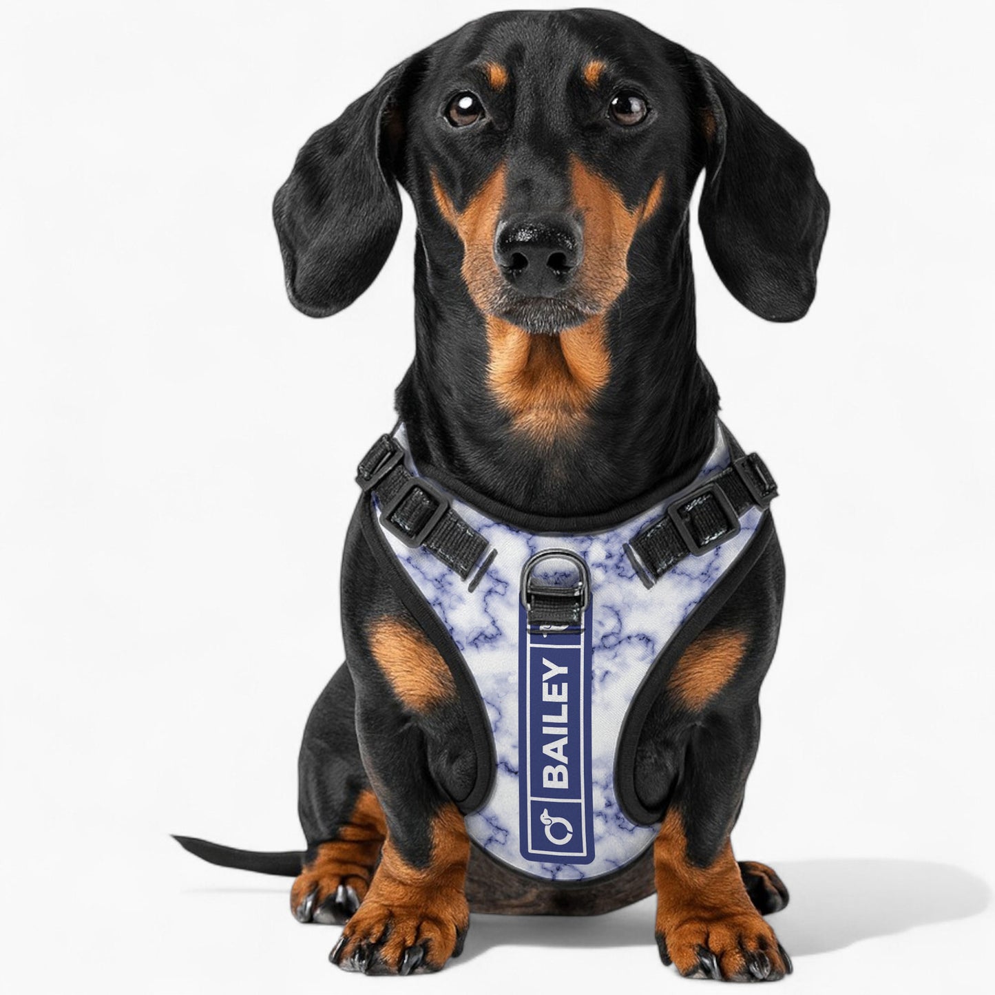 Maximilian - Personalized No-Pull Dachshund Dog Harness
