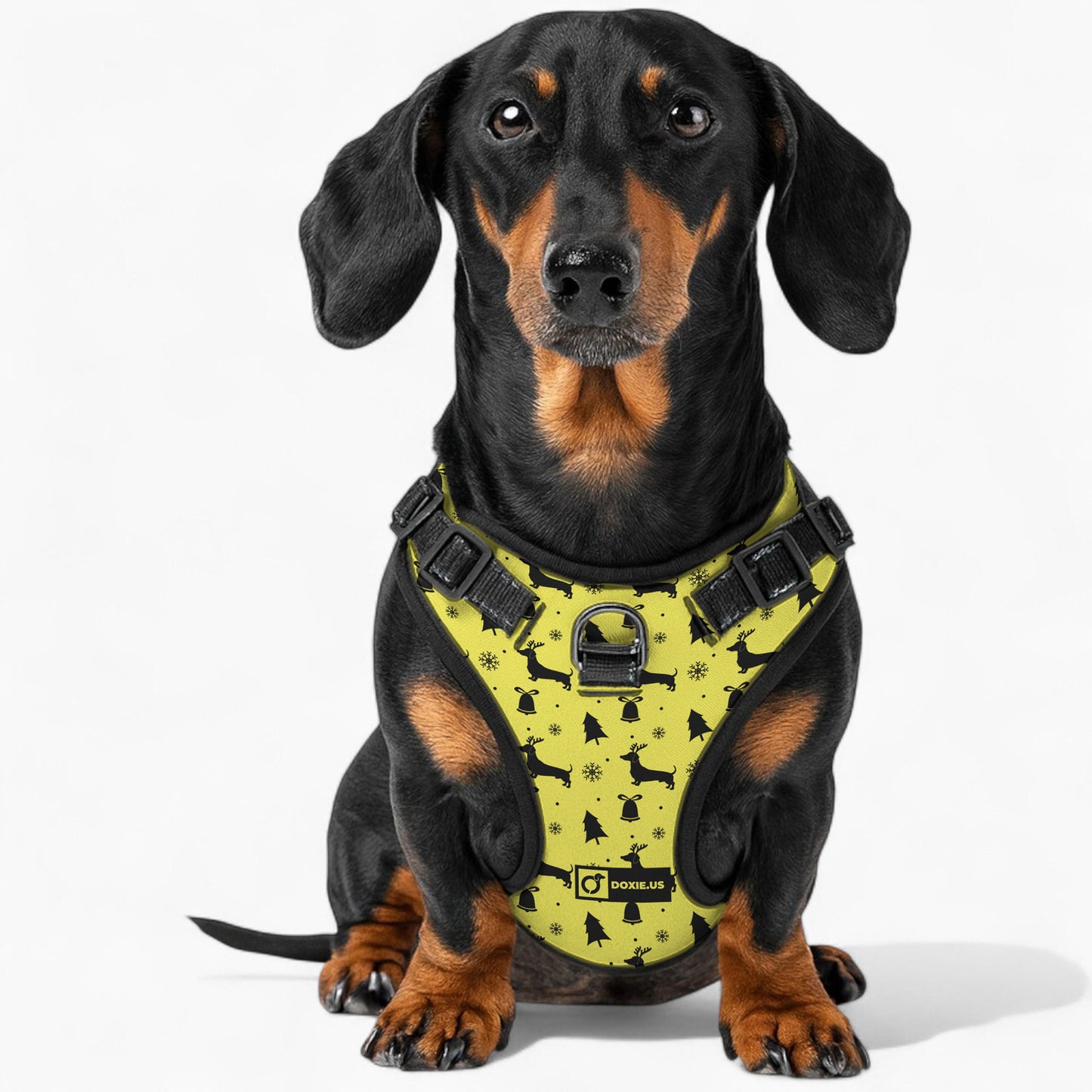 Gilbert - No-Pull Dachshund Dog Harness
