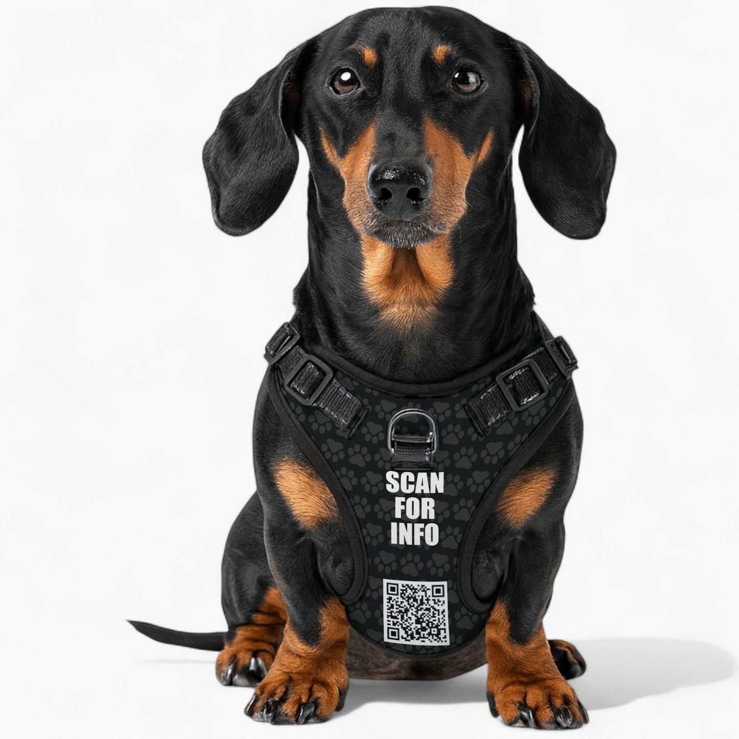Cloud - Personalized No-Pull Dachshund Dog Harness
