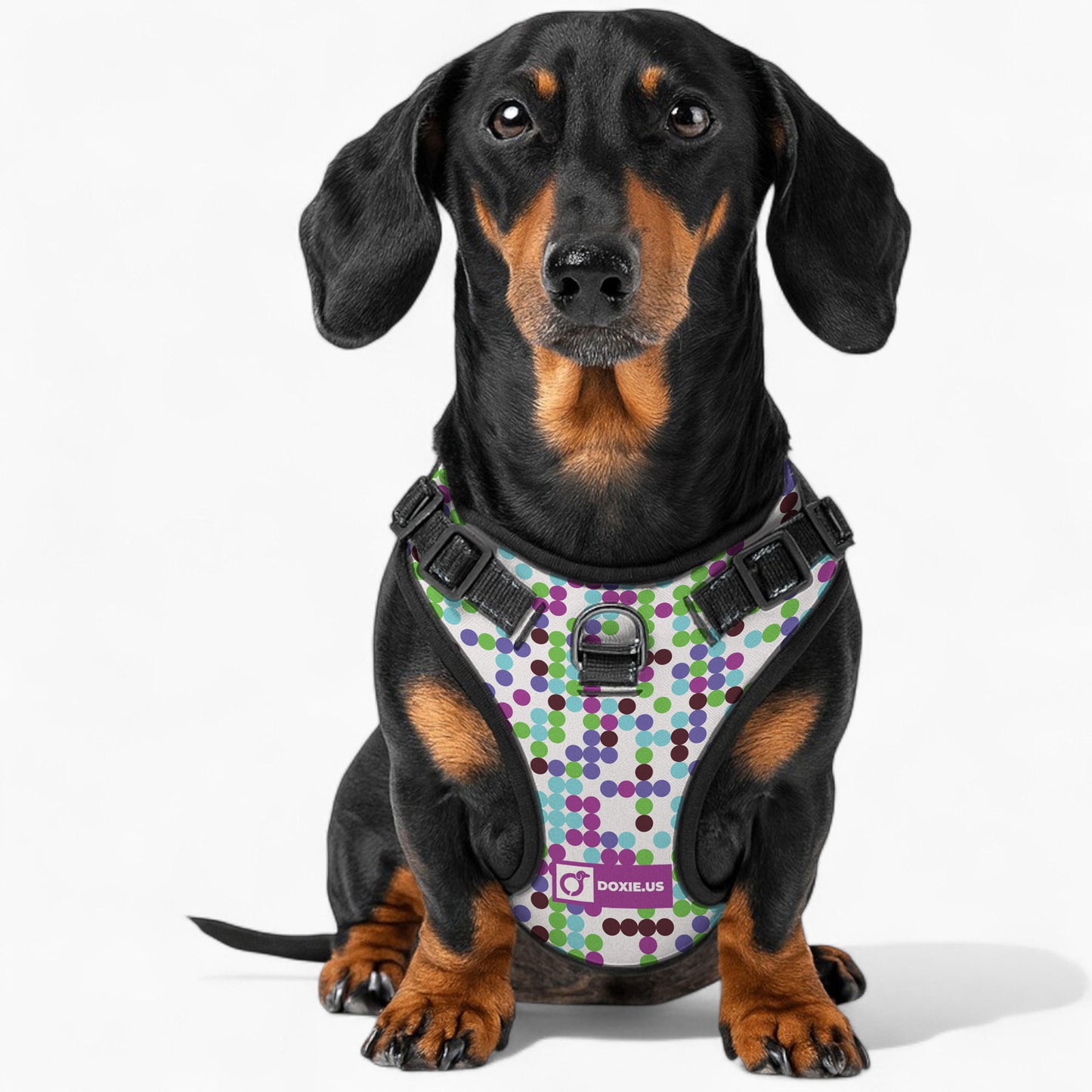 Duke - No-Pull Dachshund Dog Harness