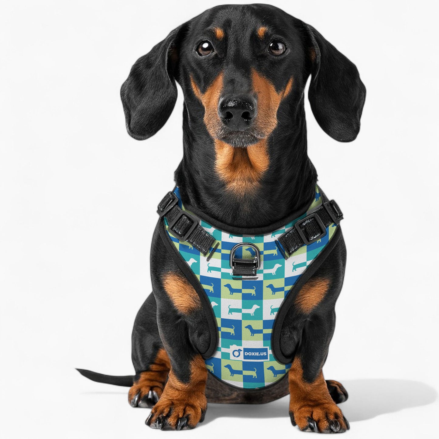 Hans - No-Pull Dachshund Dog Harness