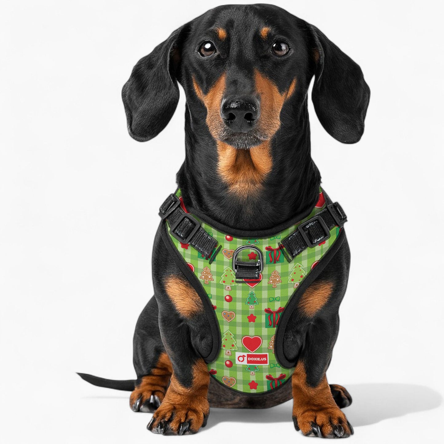 Alex - No-Pull Dachshund Dog Harness