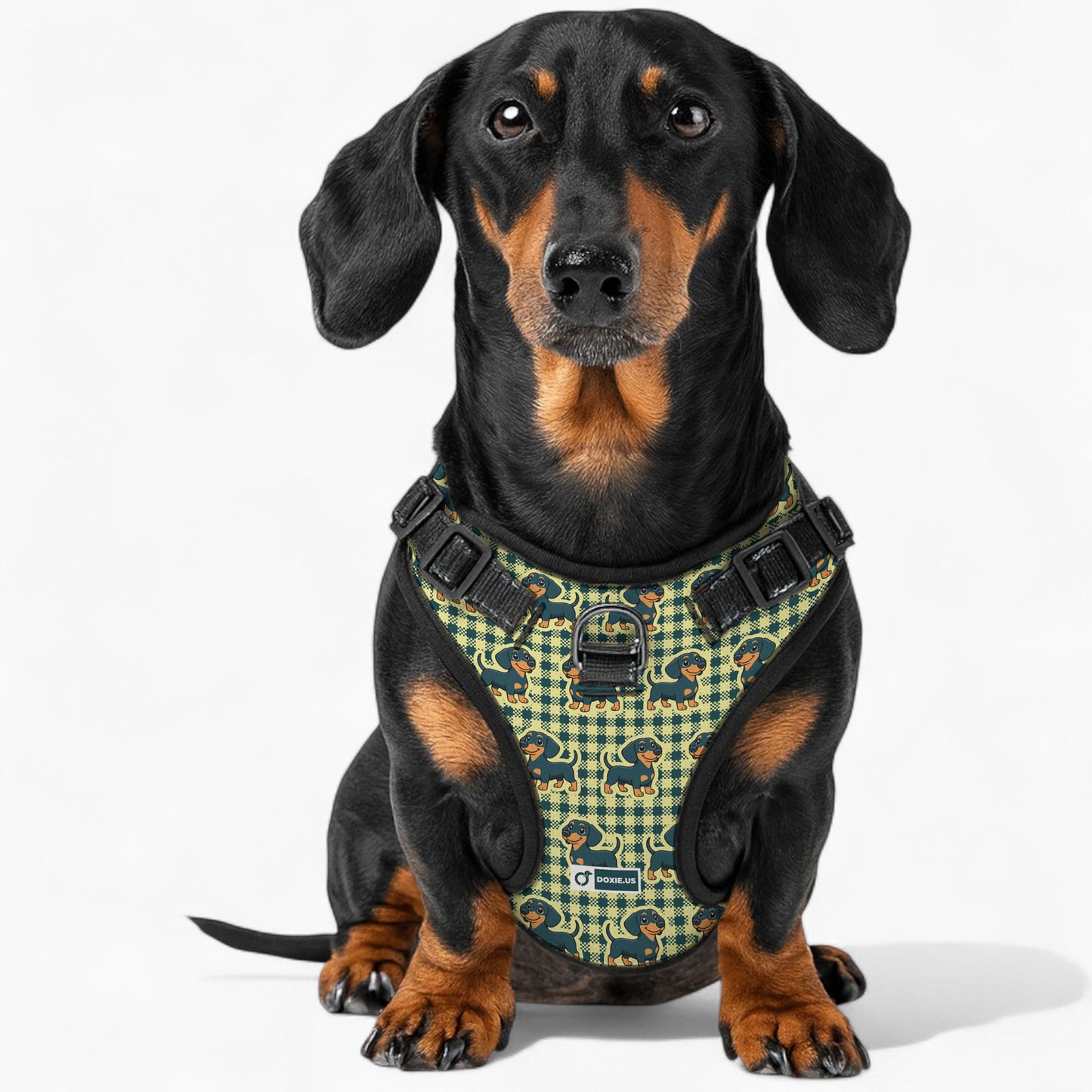 Snickers - No-Pull Dachshund Dog Harness
