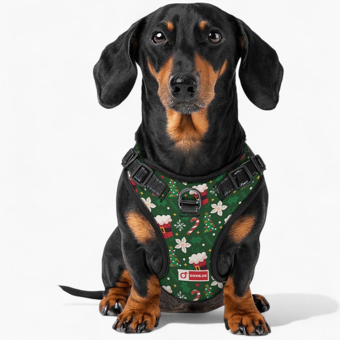 Birdie - No-Pull Dachshund Dog Harness