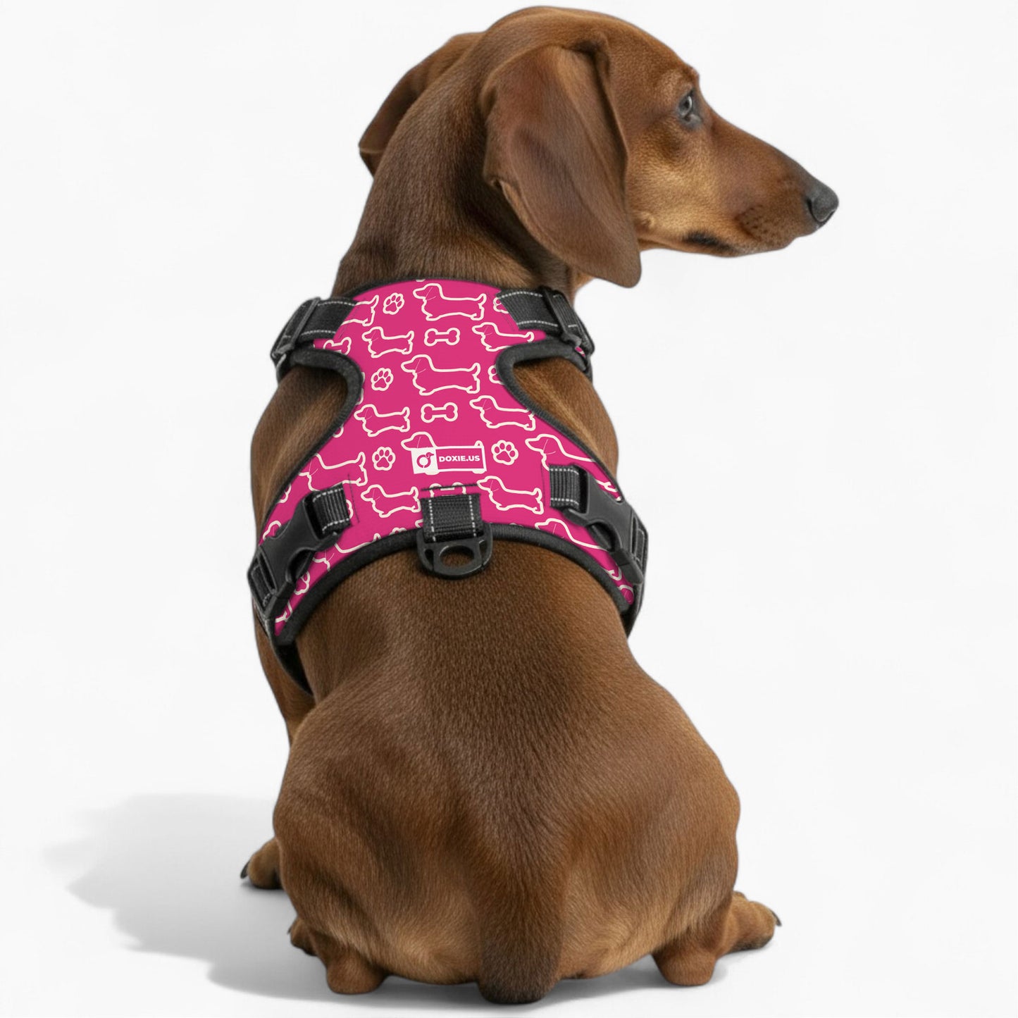 Rusty - No-Pull Dachshund Dog Harness