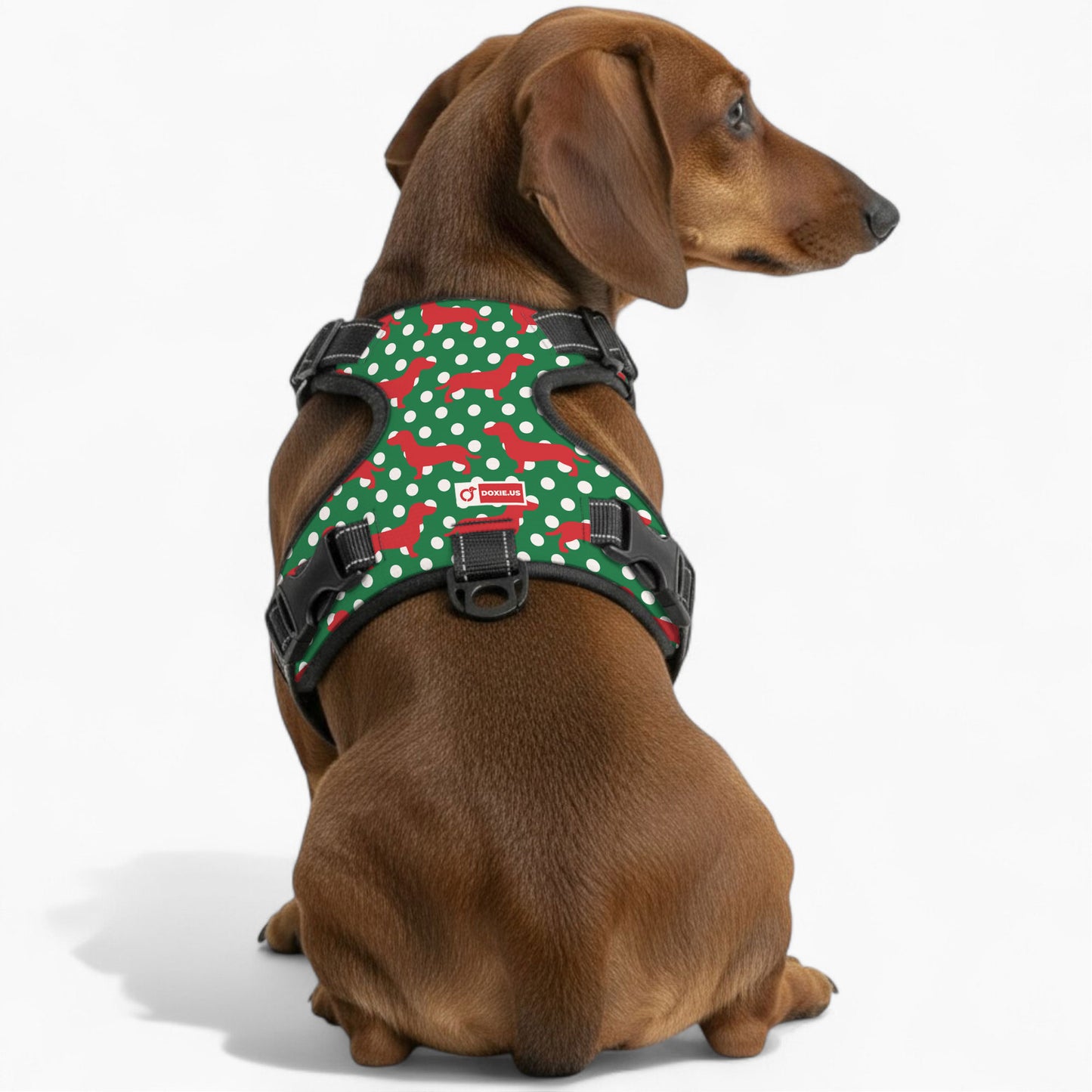 Carly - No-Pull Dachshund Dog Harness