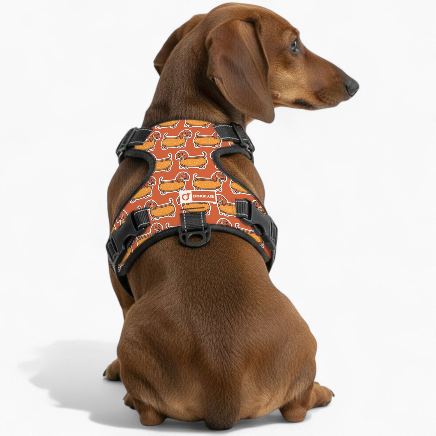 Monty - No-Pull Dachshund Dog Harness