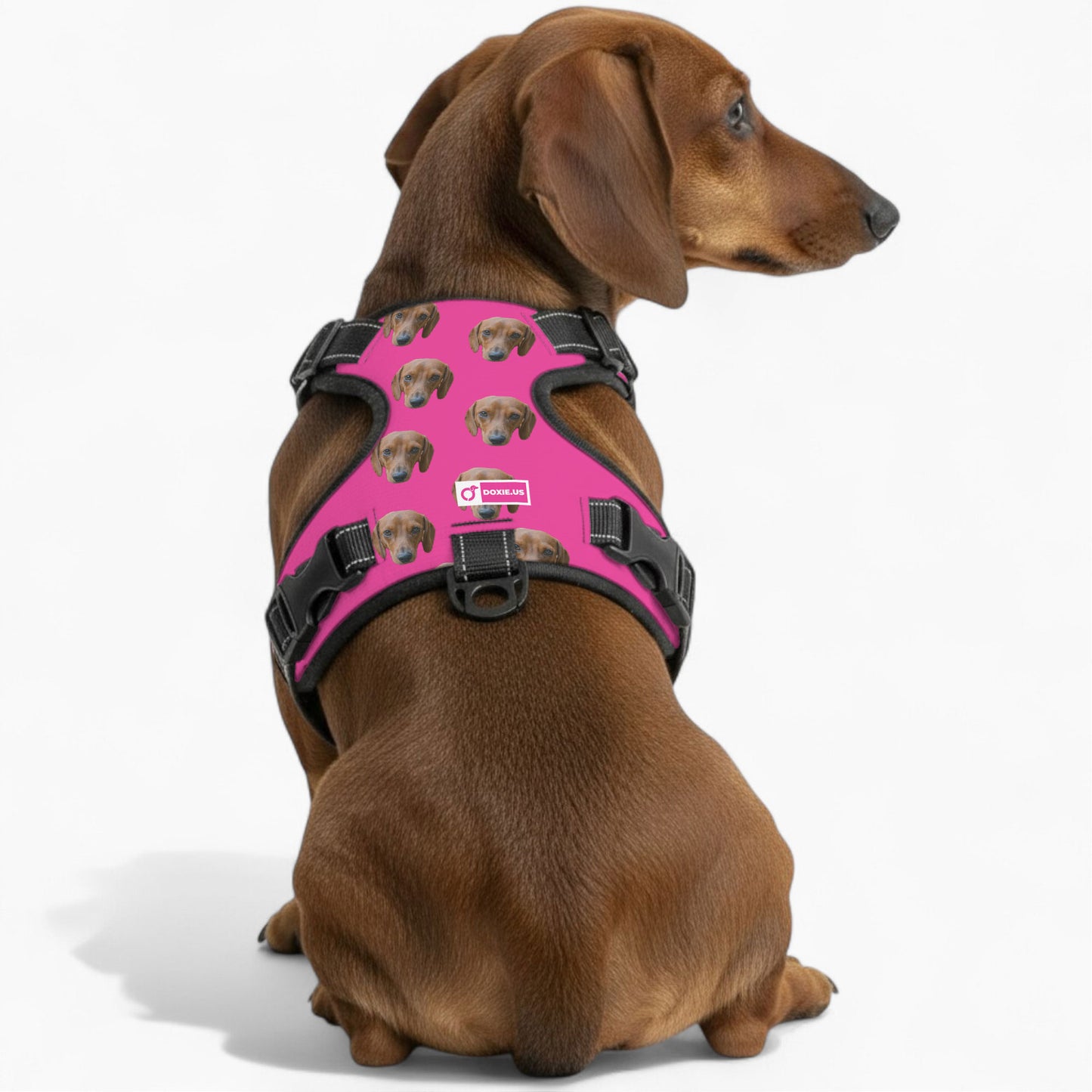 Gunner - Personalized No-Pull Dachshund Dog Harness