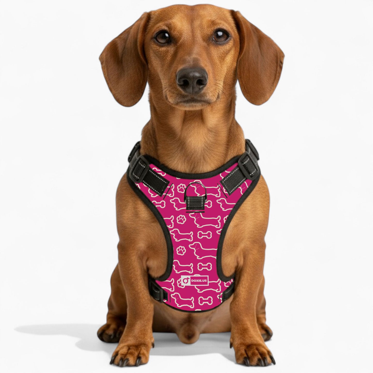 Rusty - No-Pull Dachshund Dog Harness