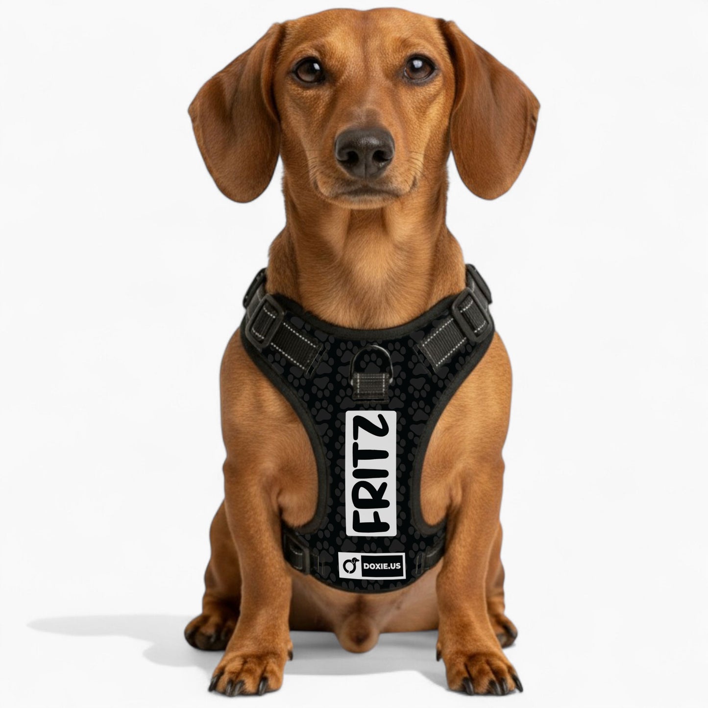 Hans - Personalized No-Pull Dachshund Dog Harness