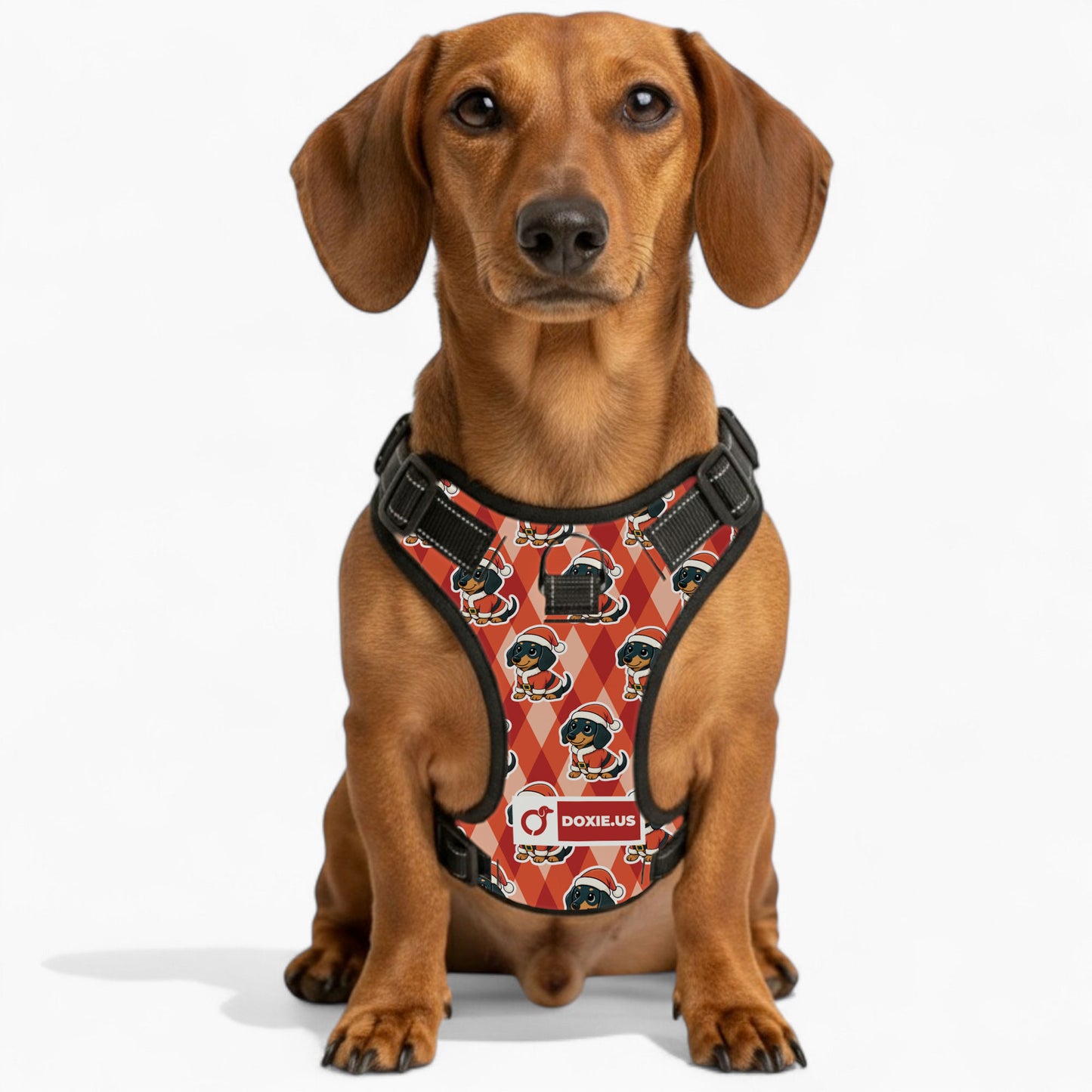 Jack - No-Pull Dachshund Dog Harness