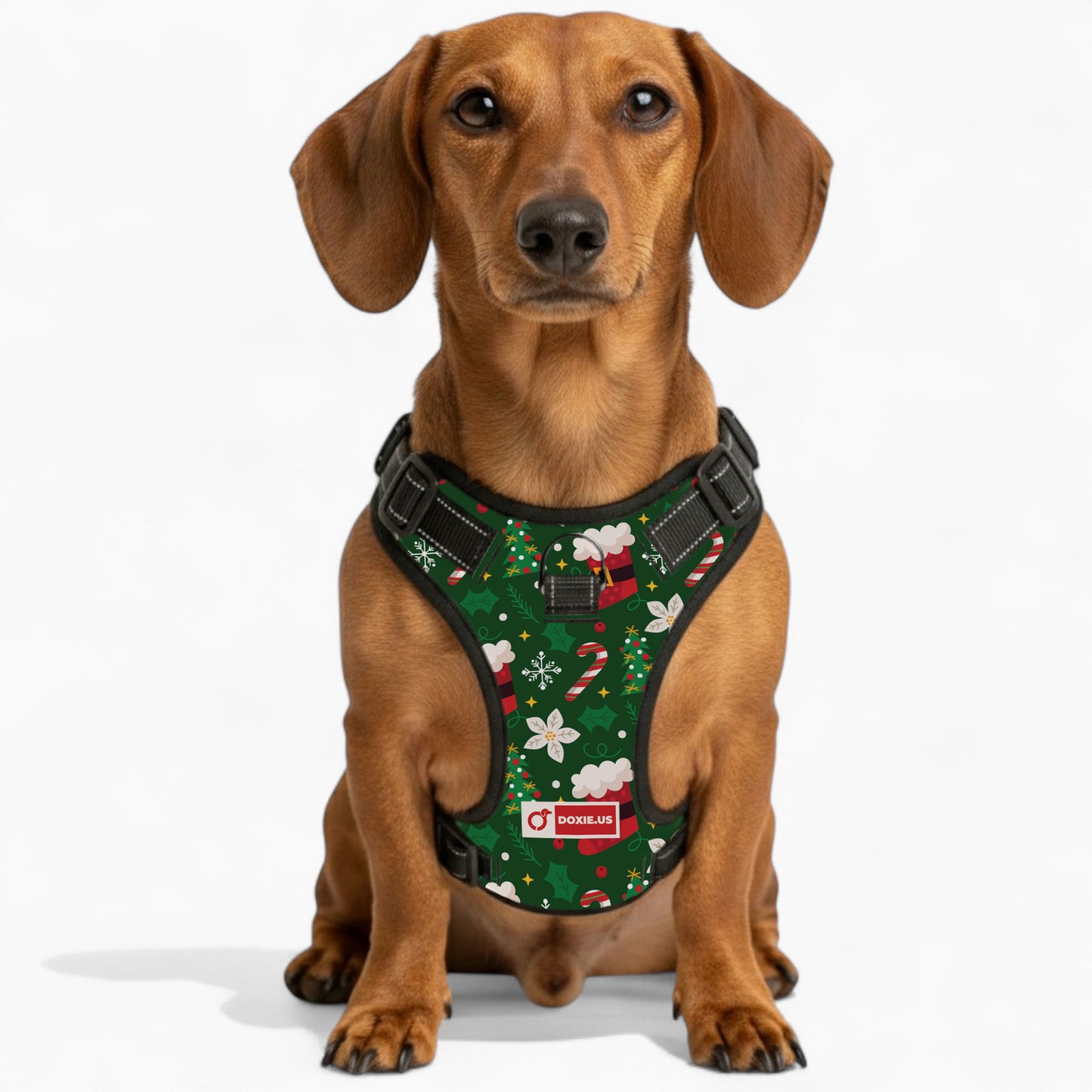Birdie - No-Pull Dachshund Dog Harness